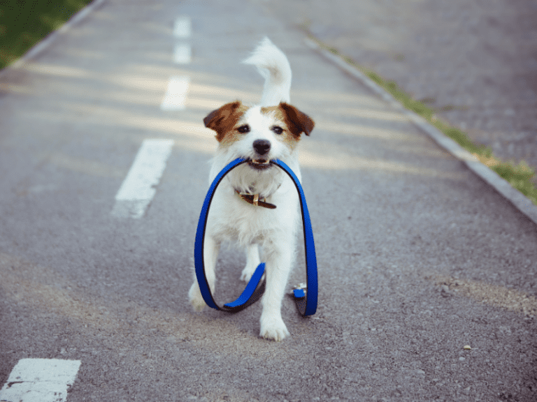 Find Out the Best Dog Breeds for Off-Leash Hikes