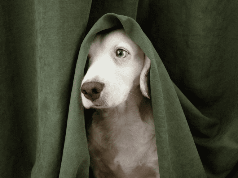Find Out if Dogs Can Be Afraid of the Dark