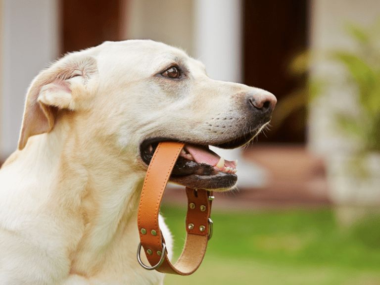 The Best Dog Collars for Your Pet’s Safety