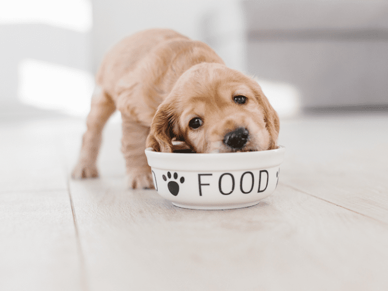 Choosing the Right Type of Dog Foods For Your Pup