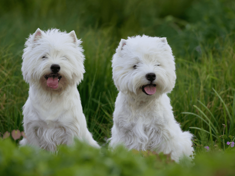 Westie Haircut