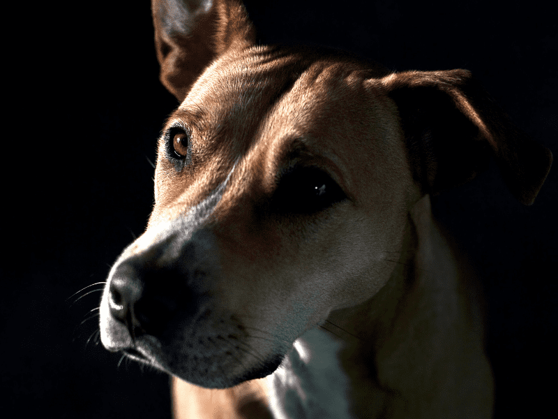 Dog's may have stress and anxiety in the dark. 