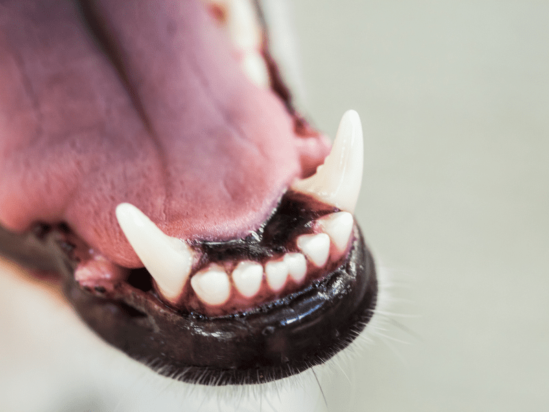 Healthy Teeth is Important : dog's teeth healthy