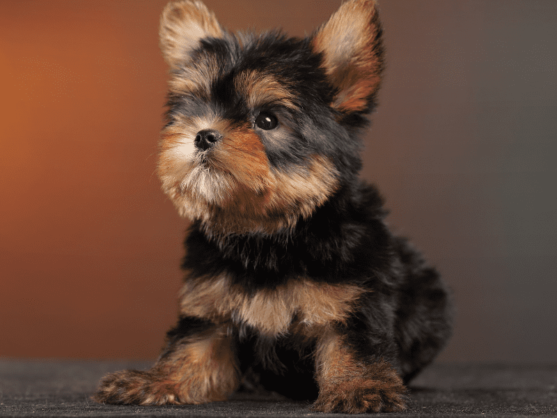 Yorkshire Terrier Haircut