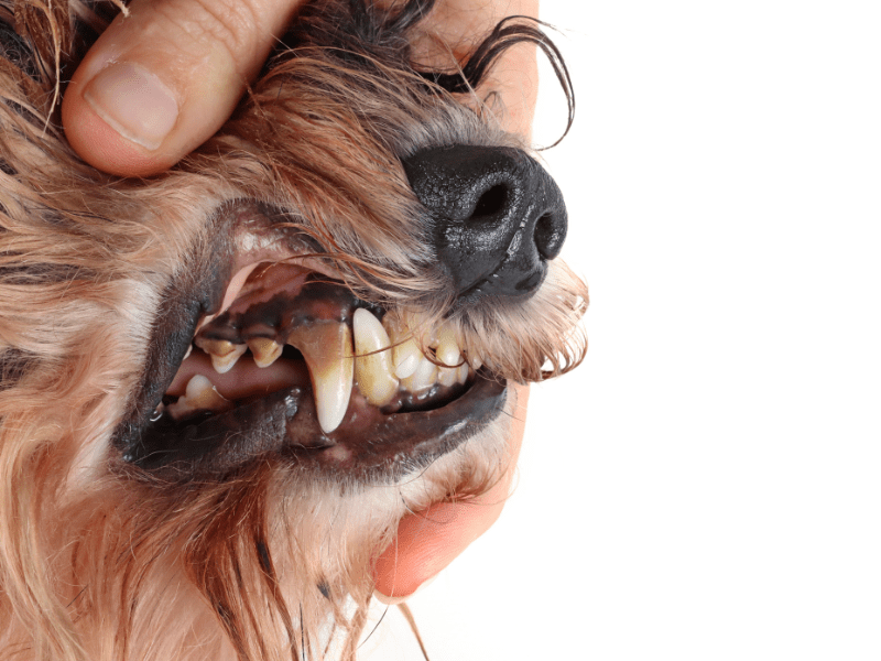 Keep Your Dog's Teeth Healthy