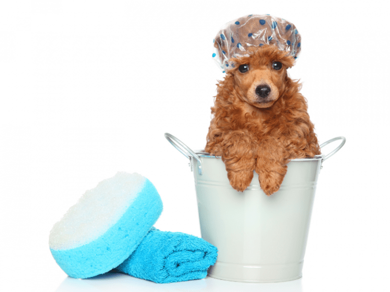 The Importance of Dog Grooming: How to Do It RightÂ Â 