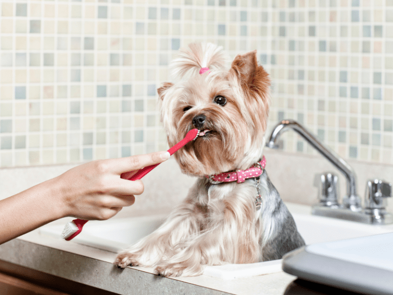 How to Keep Your Dog’s Teeth Healthy