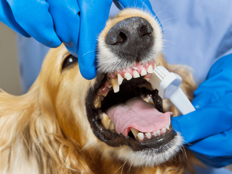 Take your dog to the dentist: dog's teeth healthy