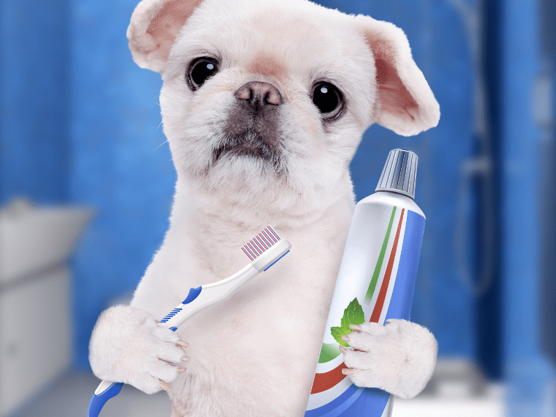 Tips for Brushing: dog's teeth healthy