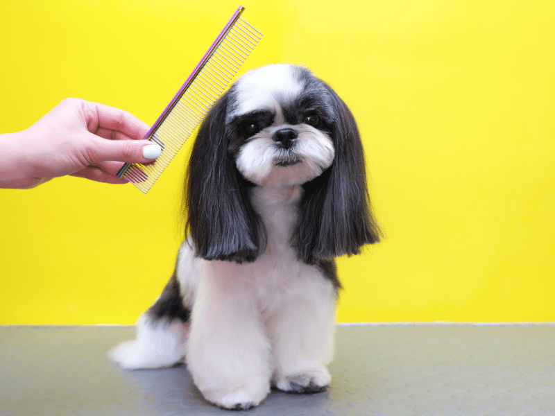 Caring for your dog's haircut