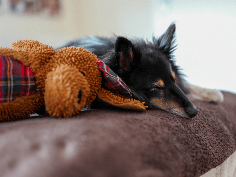 Ways to Help if Your Dog Is Afraid of the Dark