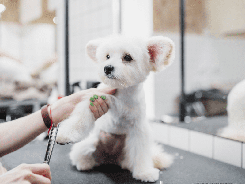 Dog Haircuts
