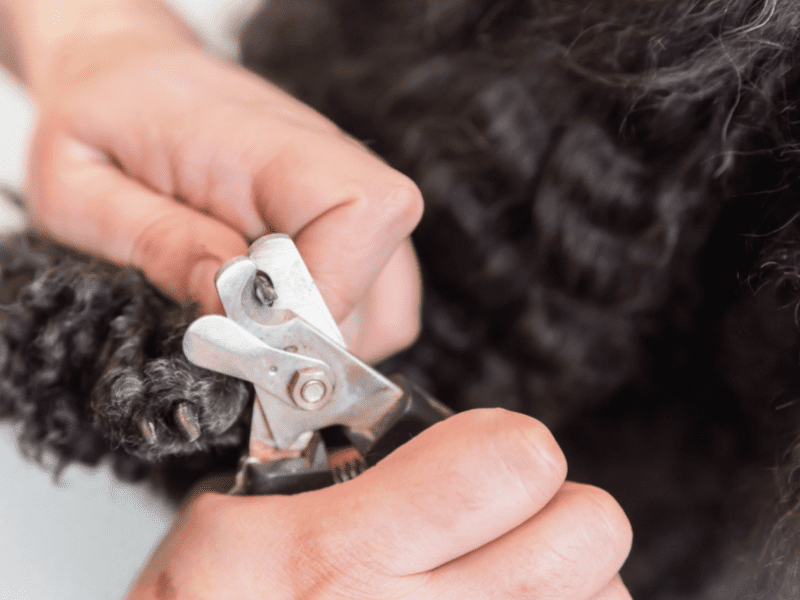 Painlessly Cut Your Dog's Nails