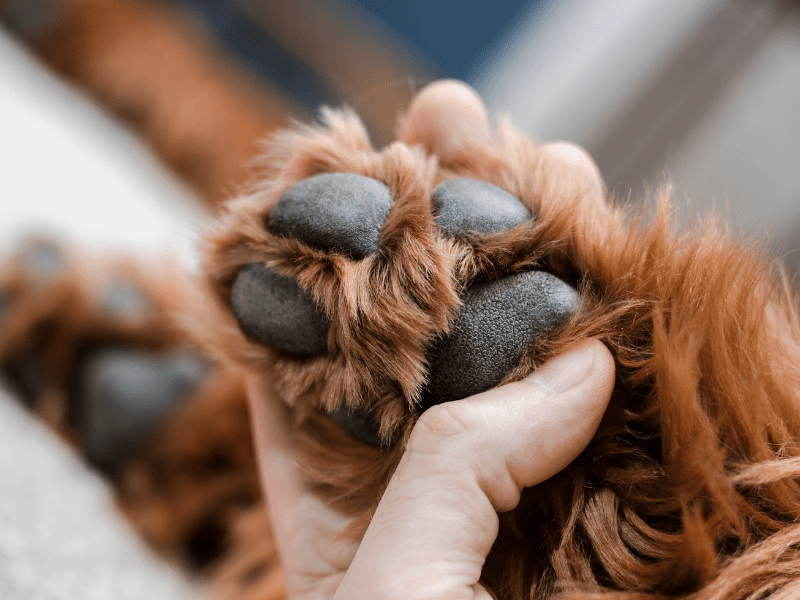 Playing With Your Dog's Paws