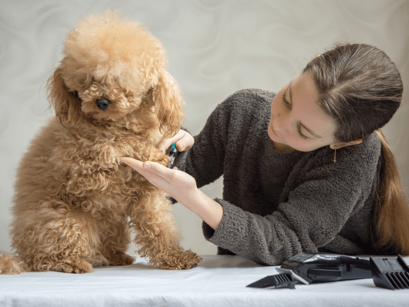 Trimming Your Dog's Nails