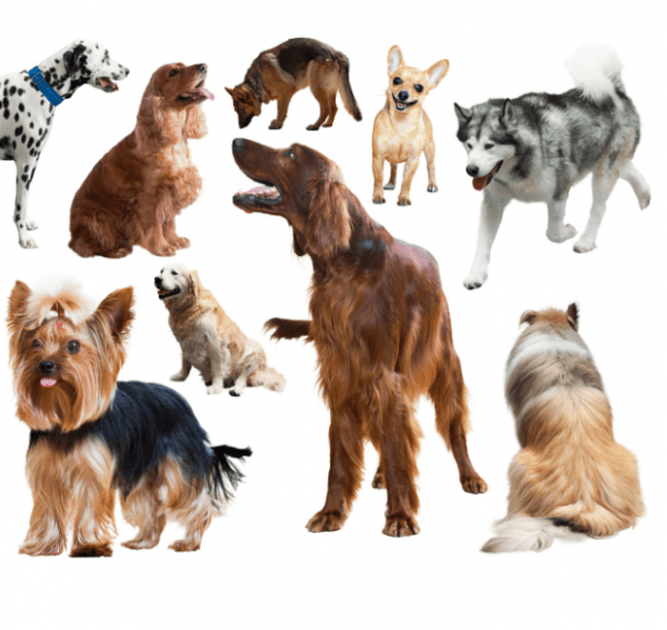 The Ultimate Guide to Choosing the Best Dog For Your Family