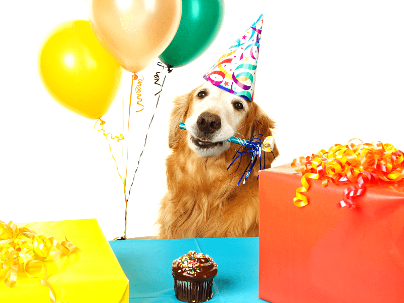 Games for the Ultimate Dog Birthday Party