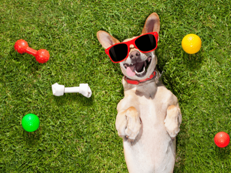 How To Give Your Dog The Perfect Day: 6 Tips That Will Make Their Day