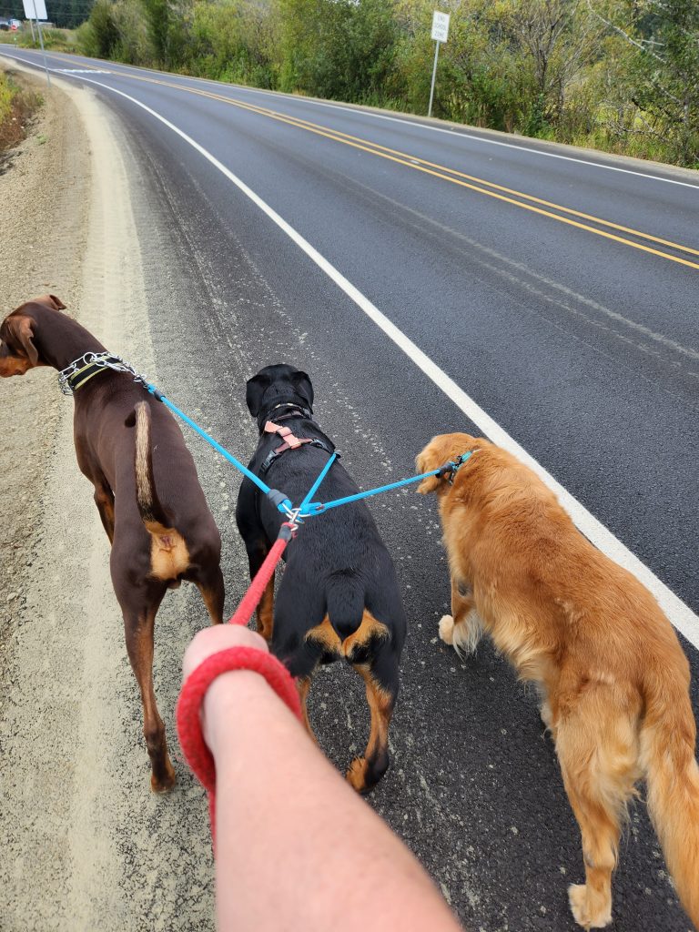 Multi Dog Dogwalk