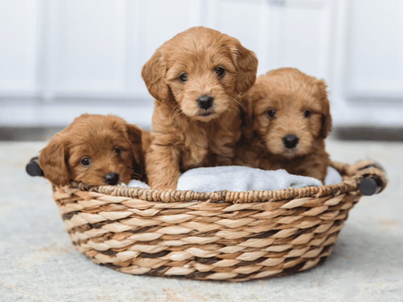 Goldendoodle