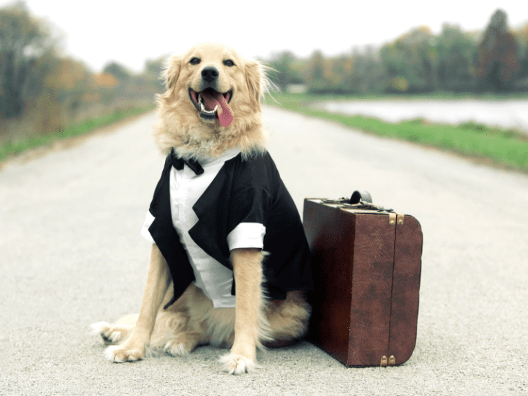 6 Top Dos and Don’ts For Traveling Easily With Your Dog