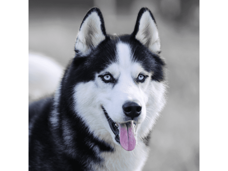 Siberian Husky