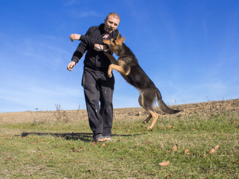 What to do When A Dog Jumps On You When Out in Public