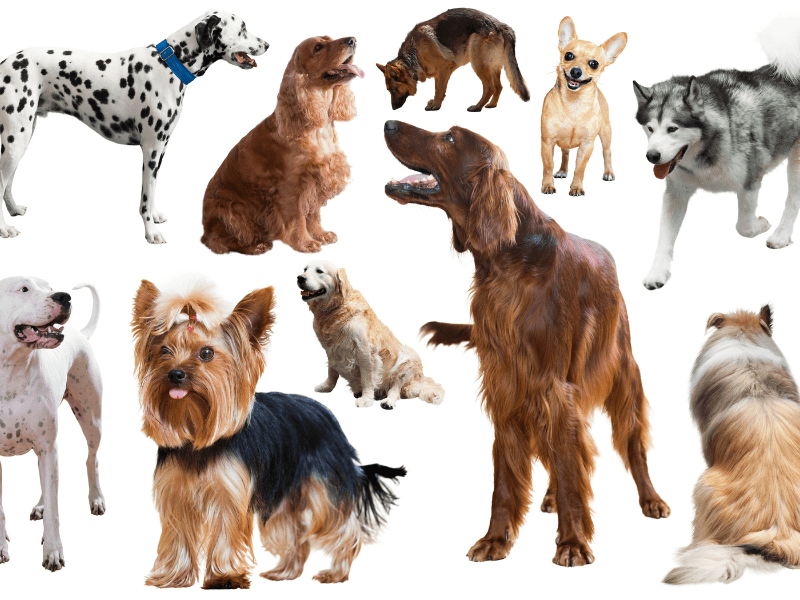 Dog Breeds that Thrive in the Pacific Northwest