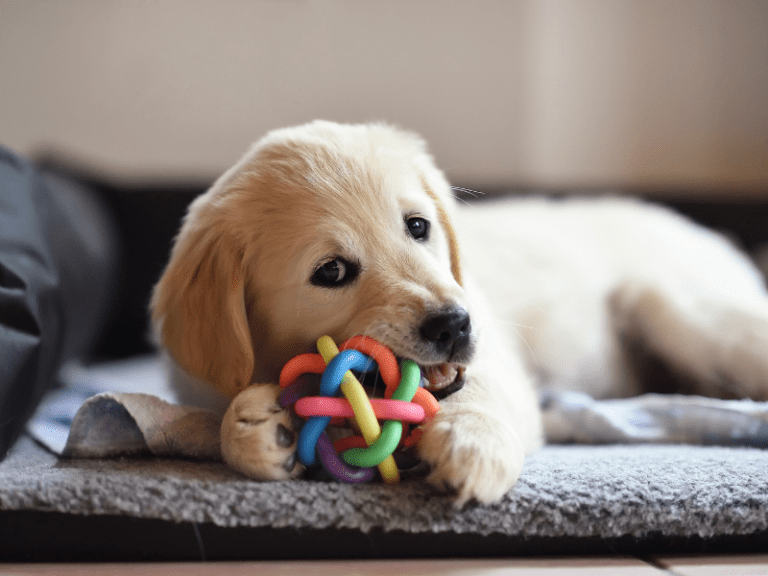 15 Best Interactive Dog Toys to Keep Your Pup Busy