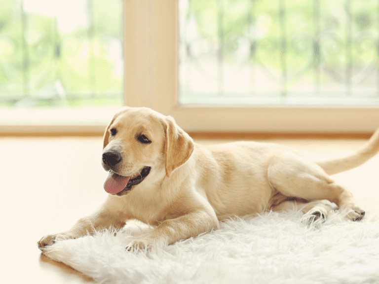 Unleash the Power of Pet Mats: Discover the Best and Most Effective Mats to Keep Your Home Sparkling and Your Pet Happy