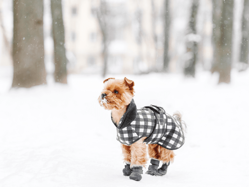 Dog Booties in Winter Time