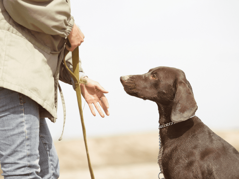 Reactive Dog Trainer