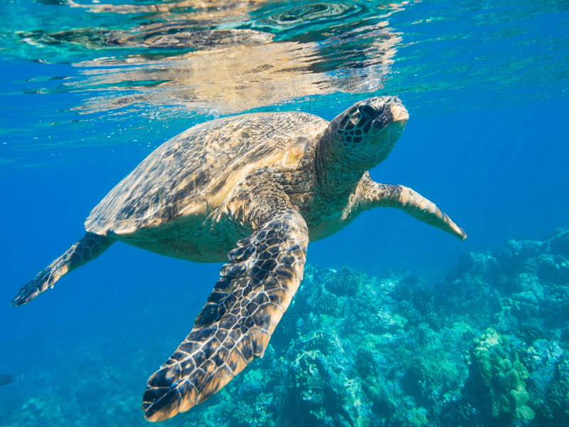 Turtle Facts: Turtles Can Swim up to 5 MPH