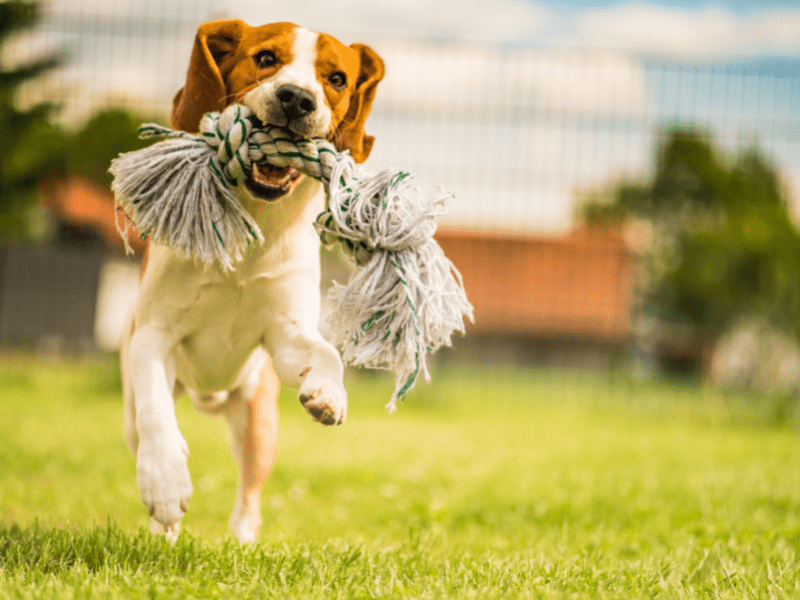 6 Creative DIY Hacks Make Your Own Dog Toys At Home