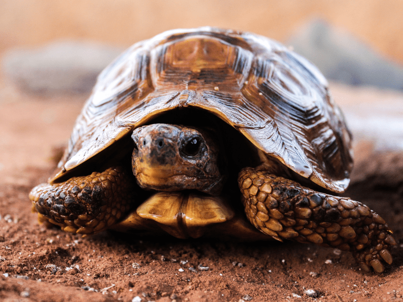 Turtle Facts: Turtles Can Live up to 100 Years