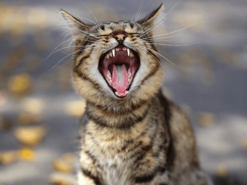 Vocal Cat Communication