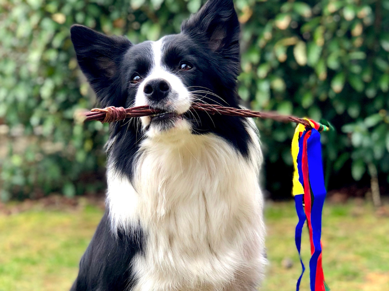 Your Border Collie's Personality