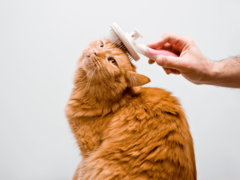 Cat Grooming Tips