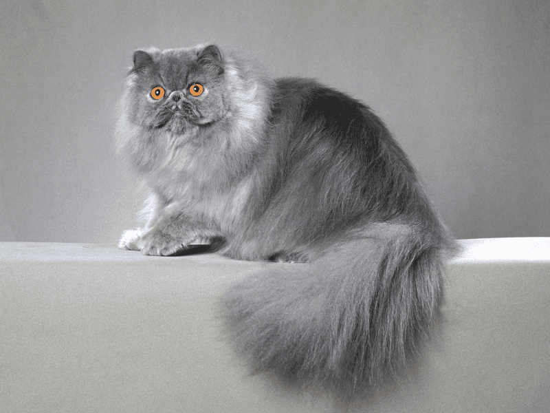 Persian Unique Cat Breeds