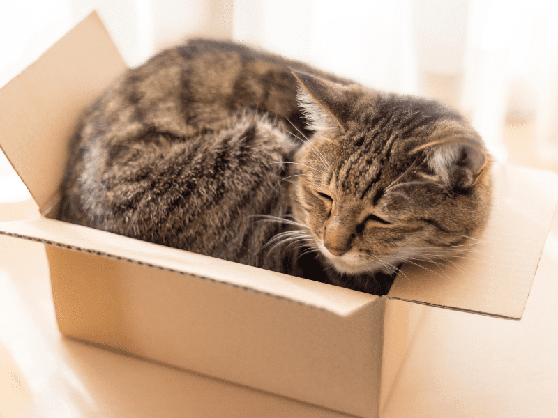 Incorporating Cats Love For Boxes