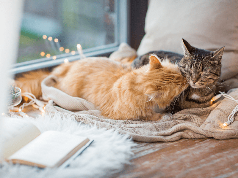 Crazy Cat Ladies are not hoarders