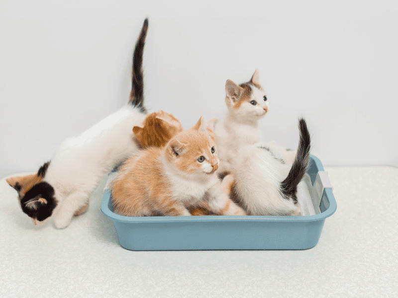 Cat Litter Training Help