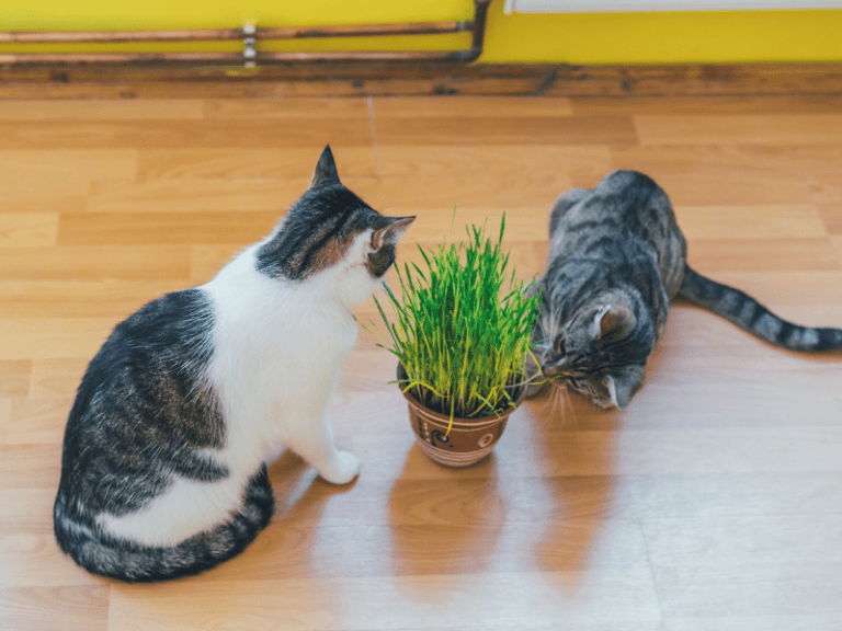 Why Do Cats Like Catnip? The Science of Catnip