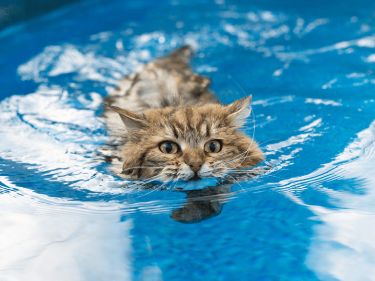 Why Cats Don’t Like Water?