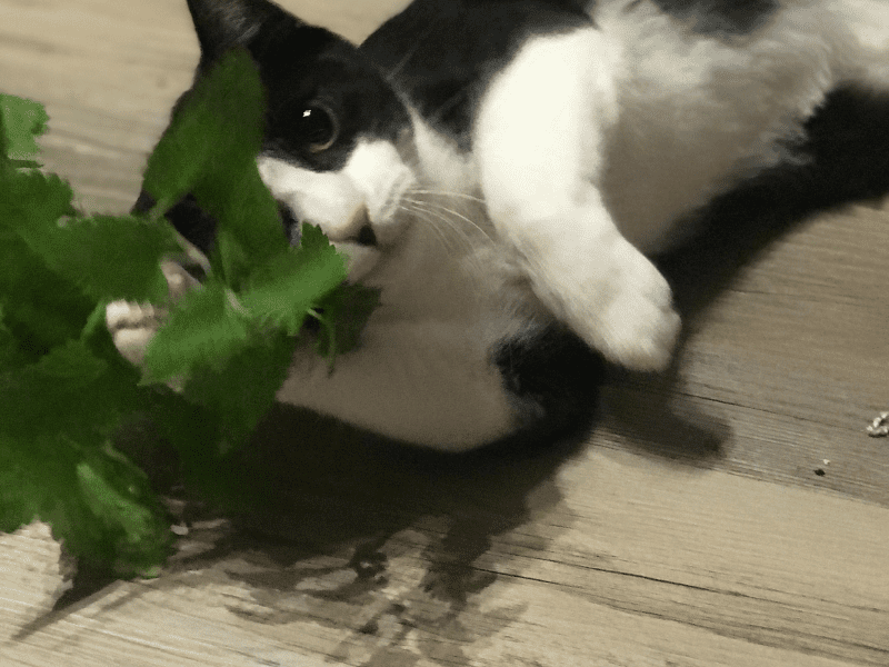 Why do cats like catnip: Joys of Catnip