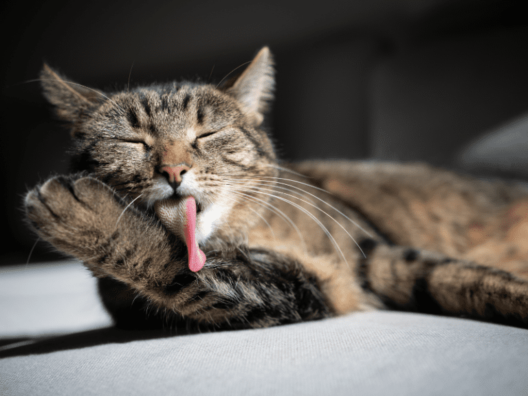 Cat Grooming: Why Do Cats Groom Themselves?