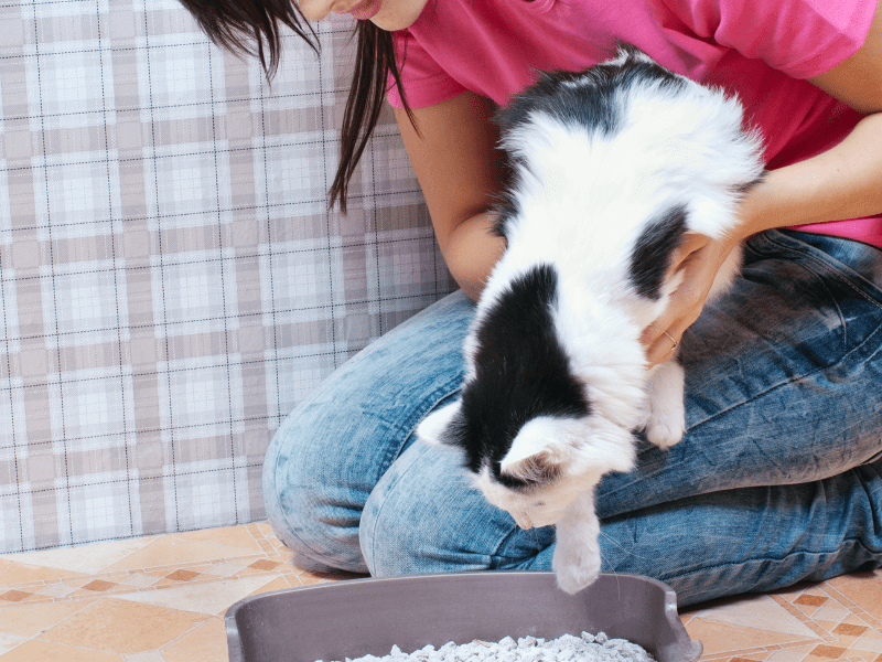 Cat Litter Box