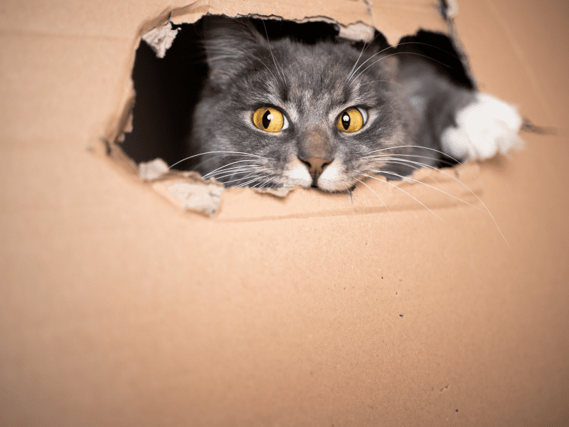 Cats Personalities and Love For Boxes