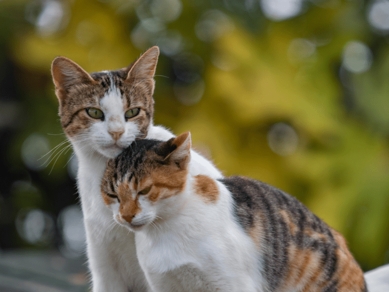 Love and Light: About Cats