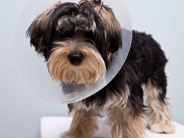 20 Must-Know Facts About Neutering and Spaying Your Dog: Unleash Your Knowledge